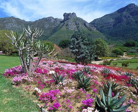  Kirstenbosch Ulusal Botanik Bahçesi Güney Afrika'nın Bitki Çeşitliliğini Keşfetmek İçin Mükemmel Bir Yer mi?